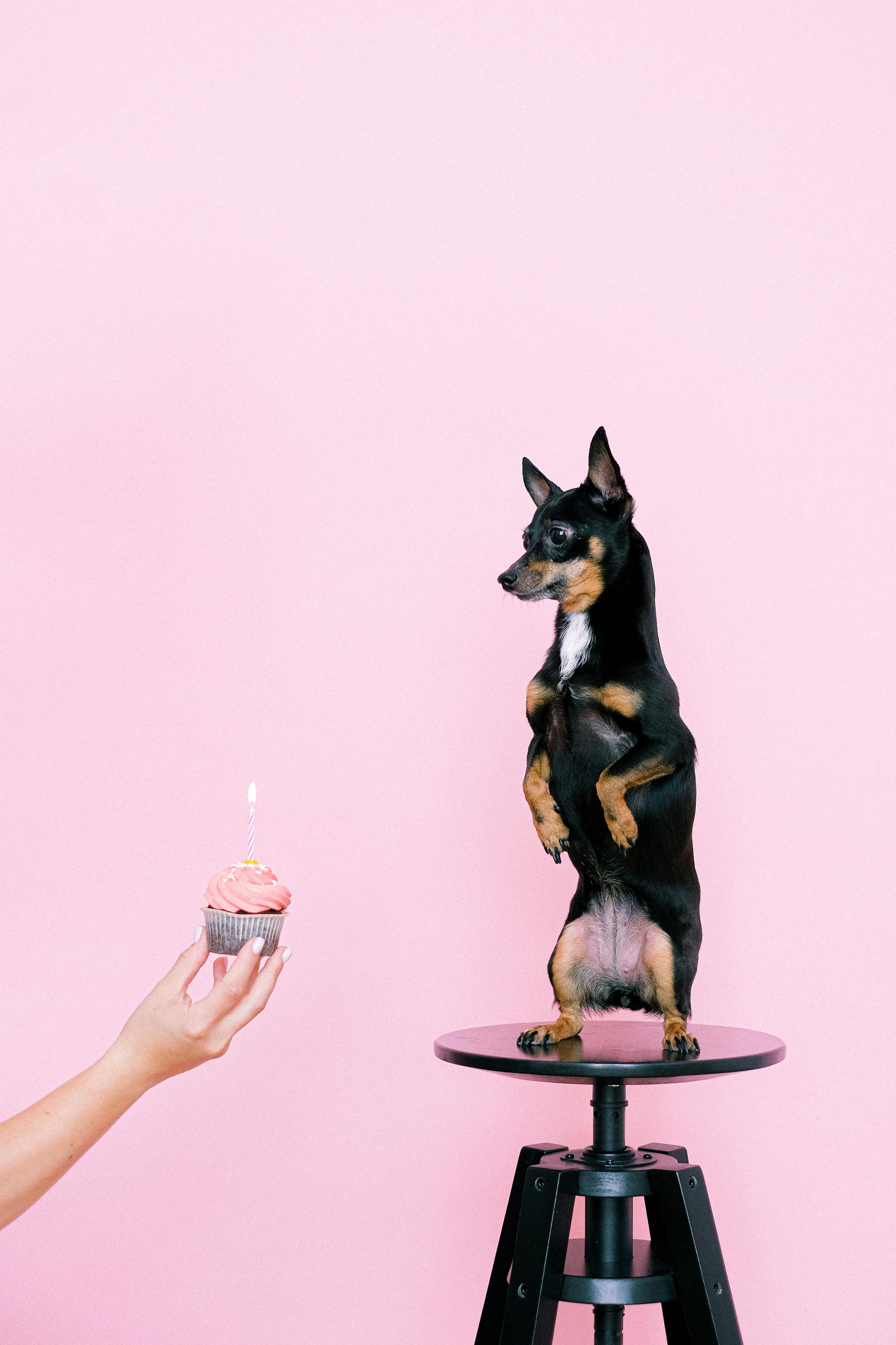 5 Caprichos que tu perro AMA (y uno que no debería faltar)